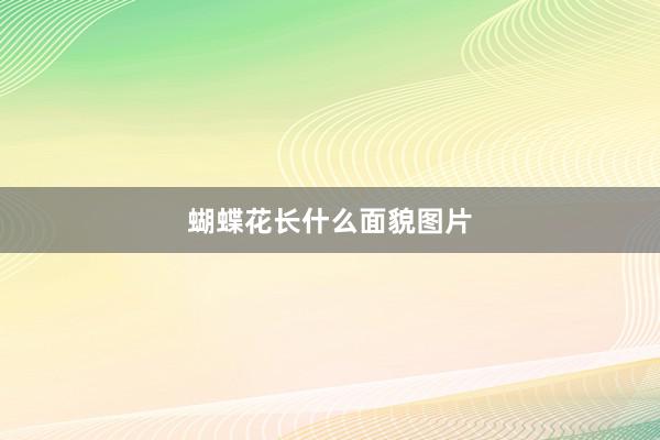 蝴蝶花长什么面貌图片